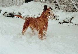 Orva in de sneeuw