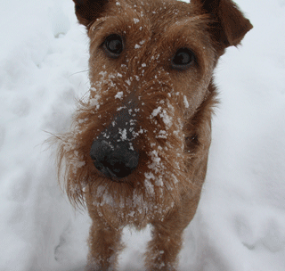 Terra's sneeuwsnuitje